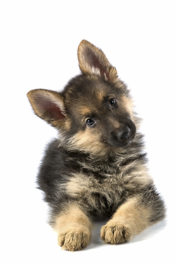 Image of German Shepherd Puppy