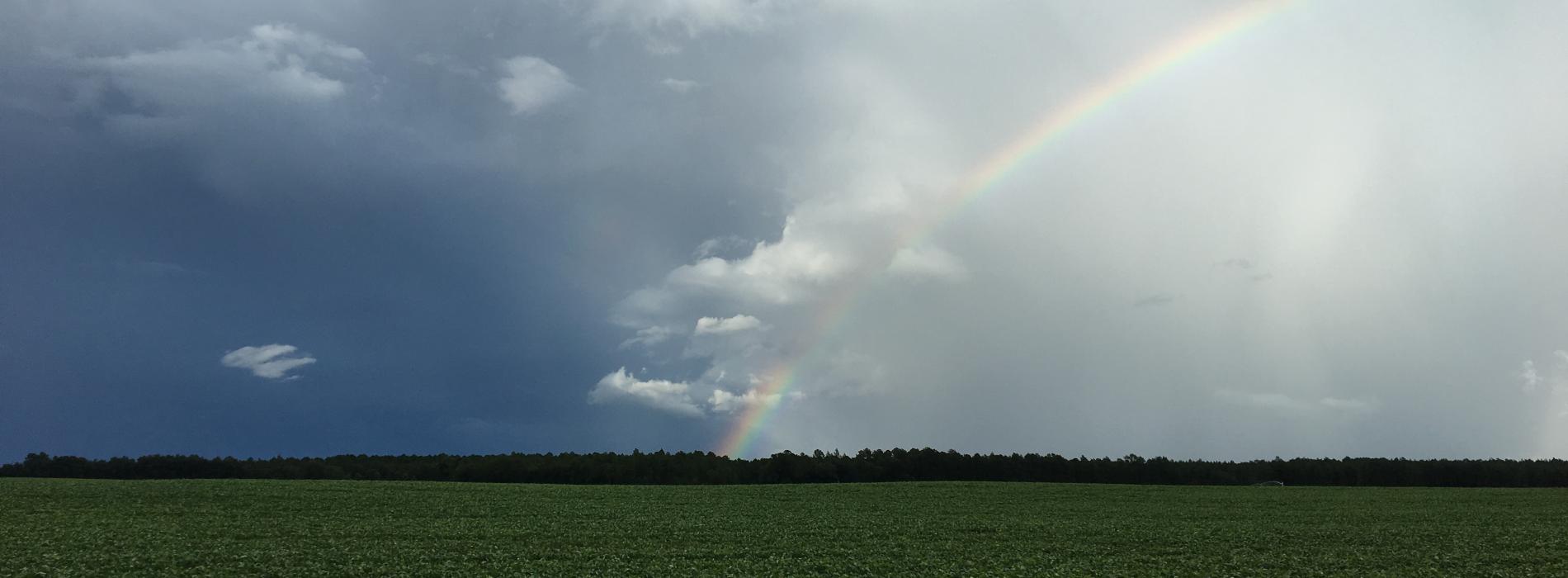 Field with Rainbow
